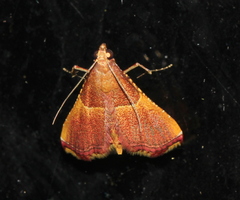 Endotricha mesenterialis