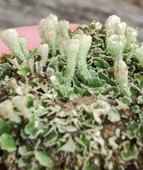 Cladonia