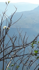 Ipomoea intrapilosa
