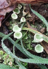 Cladonia