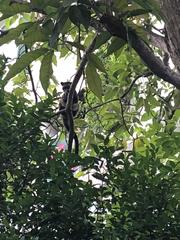 Paradoxurus musangus