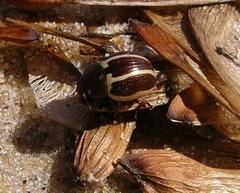 Zygogramma suturalis