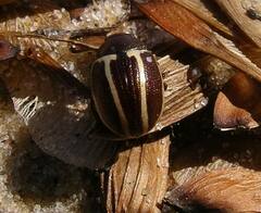 Zygogramma suturalis