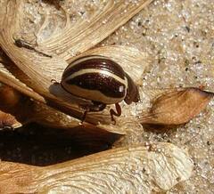 Zygogramma suturalis