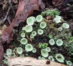 Cladonia