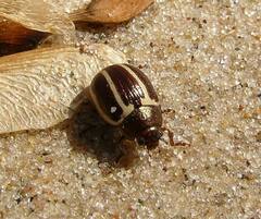 Zygogramma suturalis