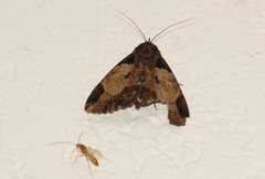 Ercheia dubia