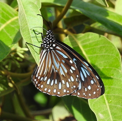 Tirumala hamata