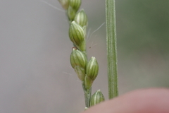 Urochloa ramosa