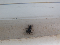 Metacyrba