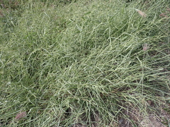 Urochloa ramosa