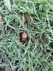 Anoplognathus montanus