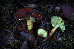 Pholiota brunnescens