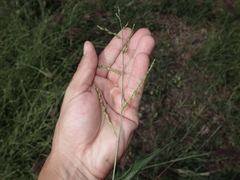 Urochloa ramosa