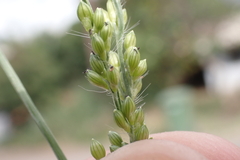 Urochloa ramosa