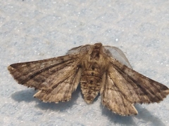 Apochima flabellaria