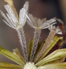 Chaenactis douglasii douglasii