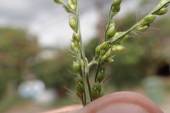 Urochloa ramosa