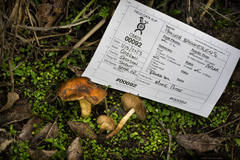 Pholiota brunnescens