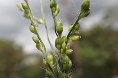 Urochloa ramosa