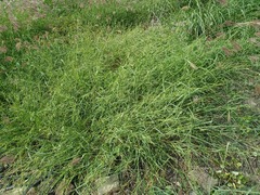 Urochloa ramosa