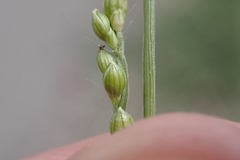 Urochloa ramosa