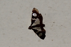 Glyphodes bicolor