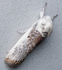 Cryptophasa albacosta