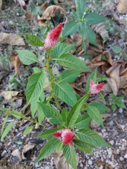 Celosia argentea