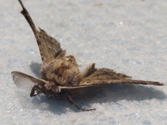 Apochima flabellaria