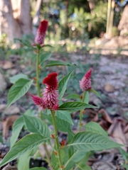 Celosia argentea