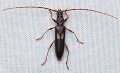 Epithora dorsalis