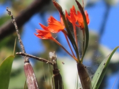 Guarianthe aurantiaca