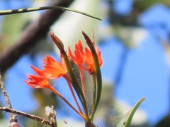 Guarianthe aurantiaca