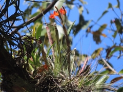 Guarianthe aurantiaca