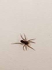 Araneae
