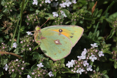 Colias thisoa