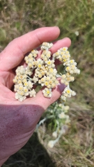 Pseudognaphalium oligandrum