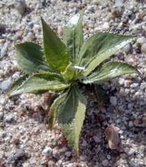 Stillingia spinulosa