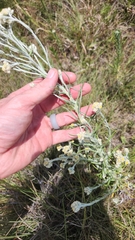 Pseudognaphalium oligandrum