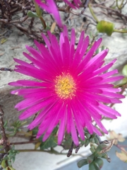 Delosperma cooperi