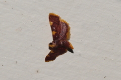 Hypsopygia flavamaculata