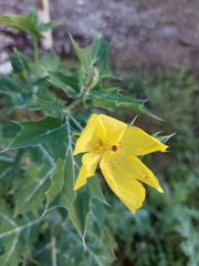 Argemone mexicana