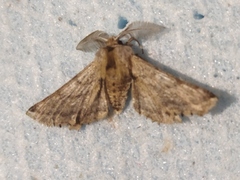 Apochima flabellaria