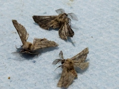 Apochima flabellaria