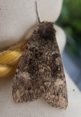 Anaplectoides prasina