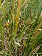 Carex polyantha