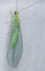 Apertochrysa edwardsi