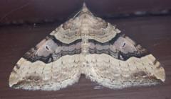 Xanthorhoe