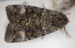 Anaplectoides prasina